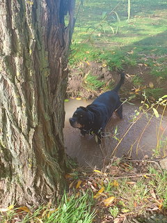 Black dog sitting in shade next to tree trunk on grass