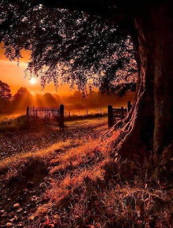 Warm orange sunset over a misty rural path with an iron gate and large silhouetted tree