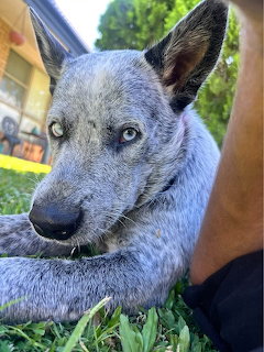 Rosie the Australian Cattle Dog