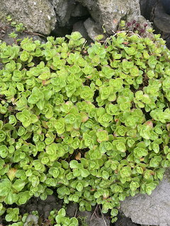 Dense green sedum succulent ground cover growing over grey rocks in a garden