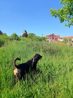 Black Dog in Green Field