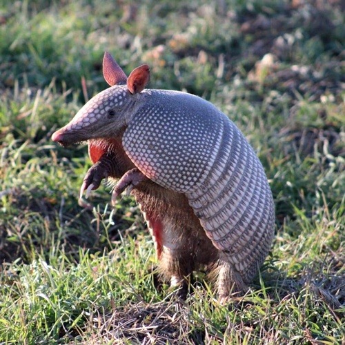 Gray armadillo standing upright in grass with its armored shell visible