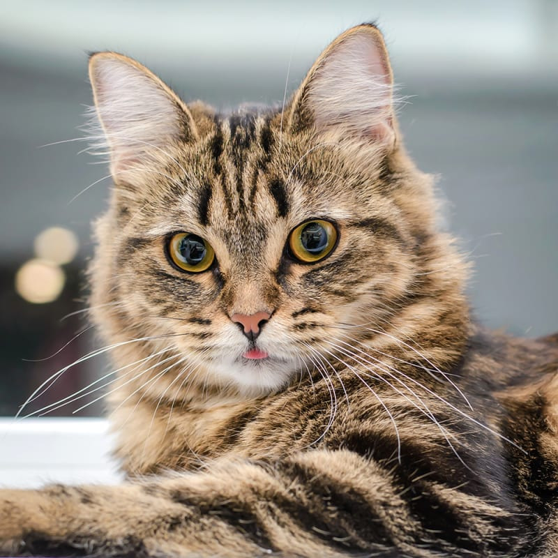 Tabby cat with green eyes and striped fur looking at camera