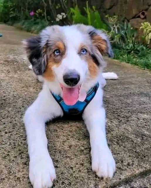 Australian Shepherd pupy with blue eyes wearing a blue harness lying on a path outdoors