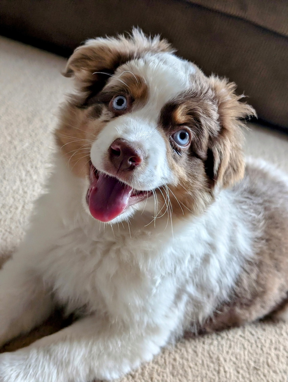 Red merle Australian Shepherd puppy looking at the camera