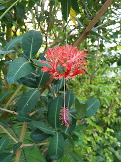 Red hibiscus flower with prominent stamens hanging among green leaves in a garden