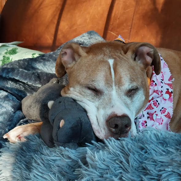 Pit Bull with Hippo Toy