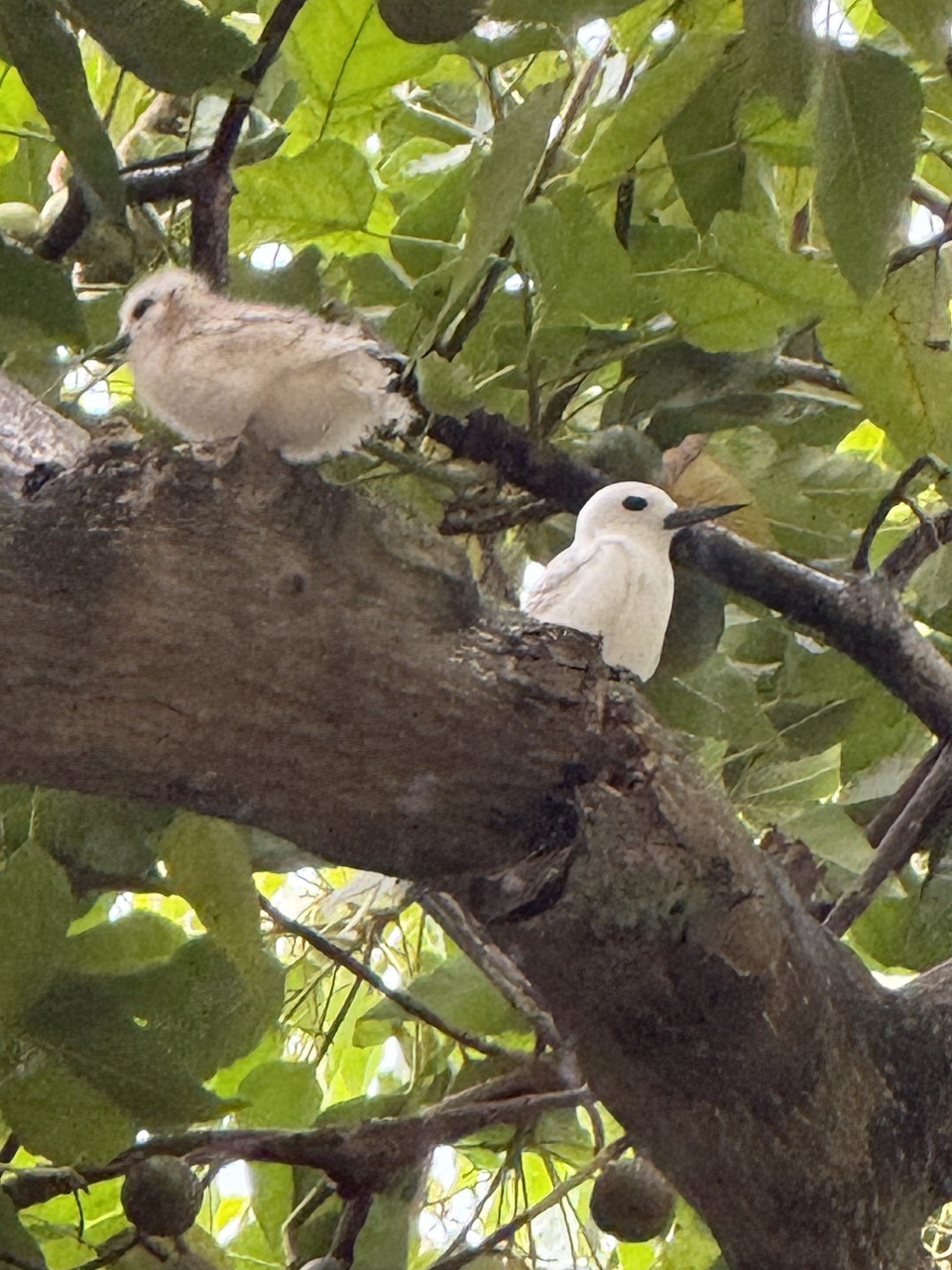 WhiteTern Mom and Chick