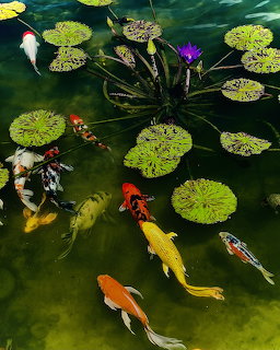 Colorful koi fish swimming under lily pads in a green pond