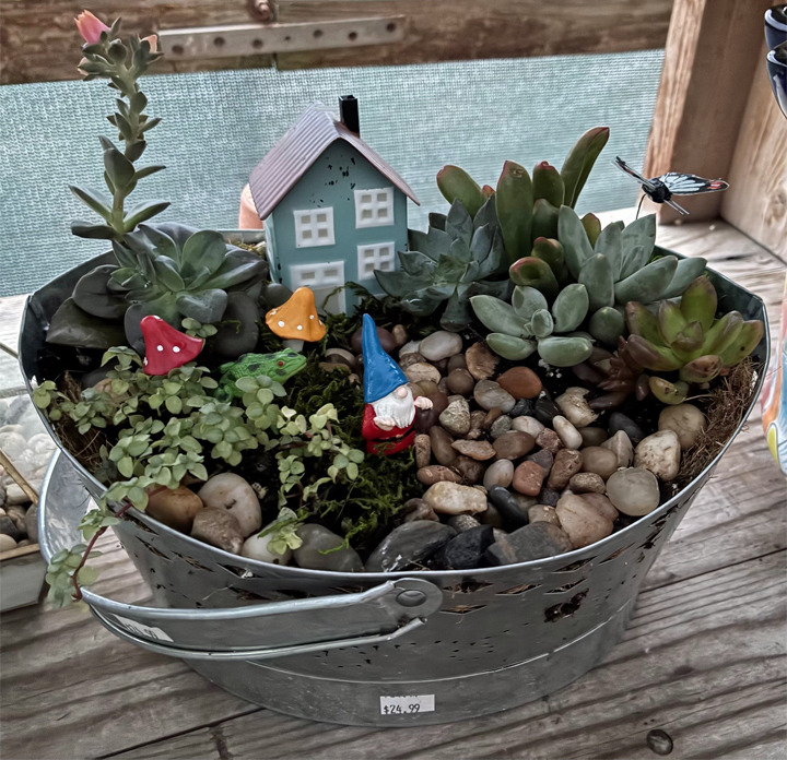 Succulent Miniature Garden
