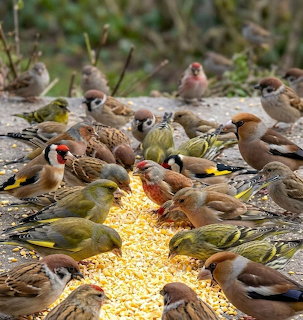 Finches Feeding on Ground