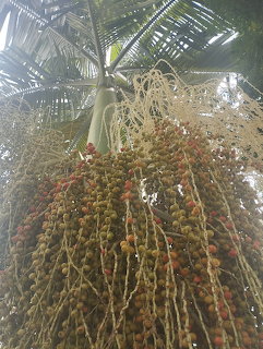 Close-up view looking up at palm tree trunk with detailed bark texture and green fronds overhead