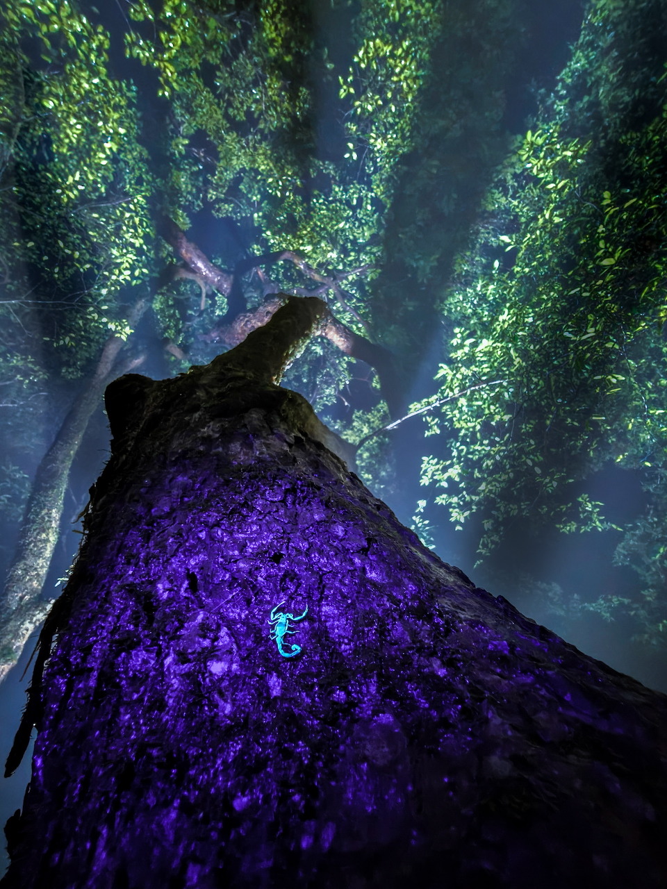 Low-angle view of a large purple-glowing tree trunk in a mysterious forest with a scorpion on the bark