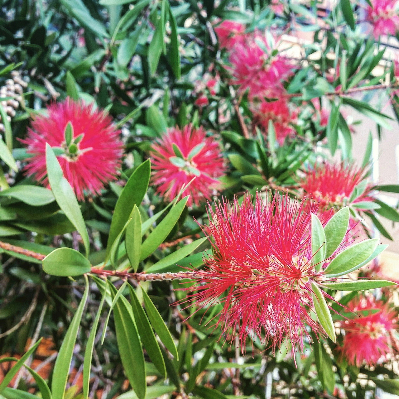 Close-up of bright pink bottlebrush flowers with thin red filaments and green leaves