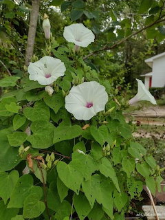 White morning glory flowers with pink centers bloming among green heart-shaped leaves on a vine