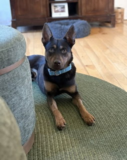 Black and tan dog lying on a green rug indoors