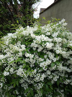 Large white flowering lilac bush in full bloom in a garden with green leaves