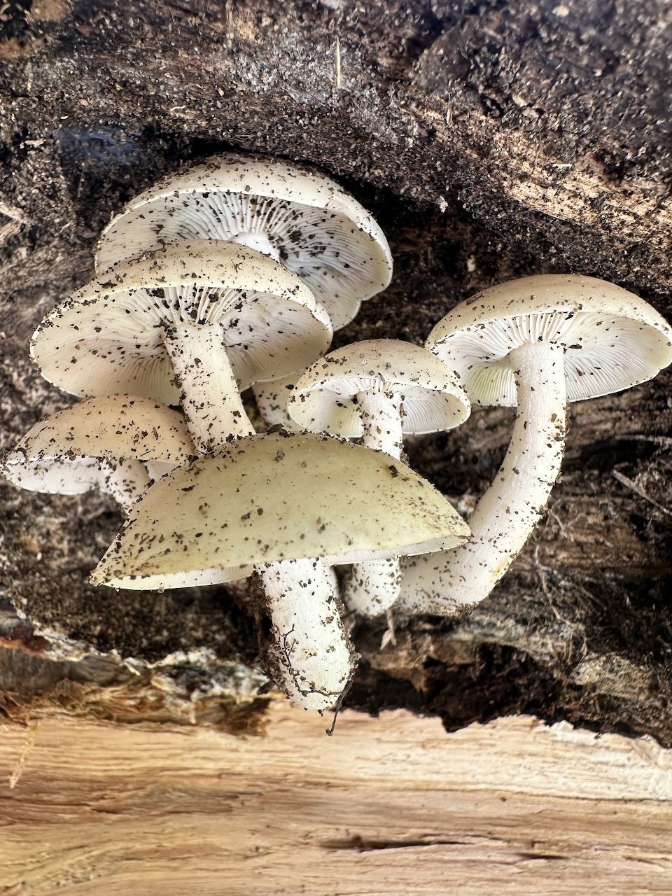 Several white mushrooms with visible gills growing on a dark decaying log