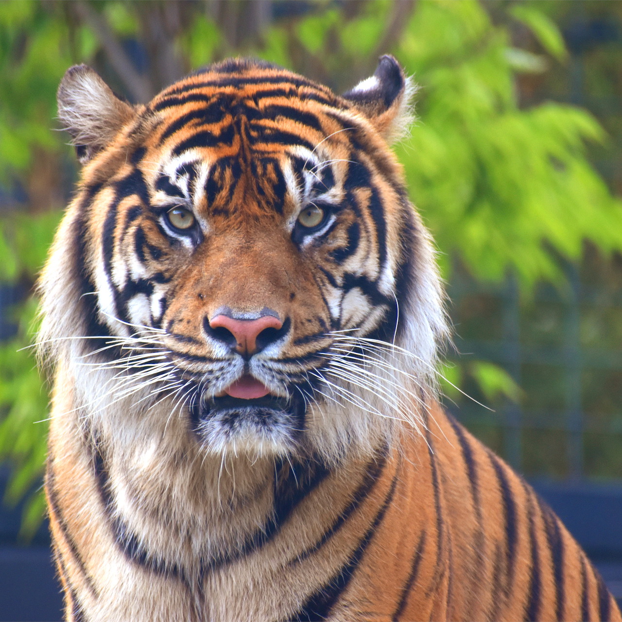 Close-up of a tiger's face with blue eyes and orange striped fur looking directly at camera