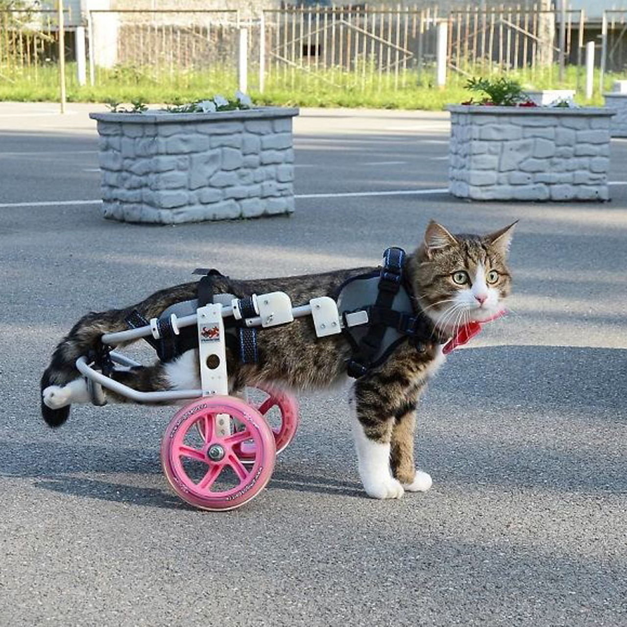 Cat in Wheelchair Cart