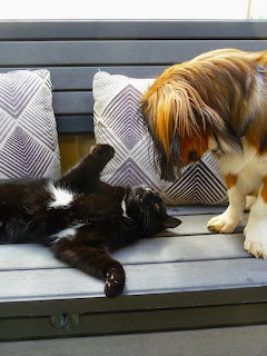Brown and white dog sniffing black cat lying on gray striped patio couch