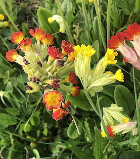 Close-up of red, orange, and yellow cowslip flowers bloming among green leaves