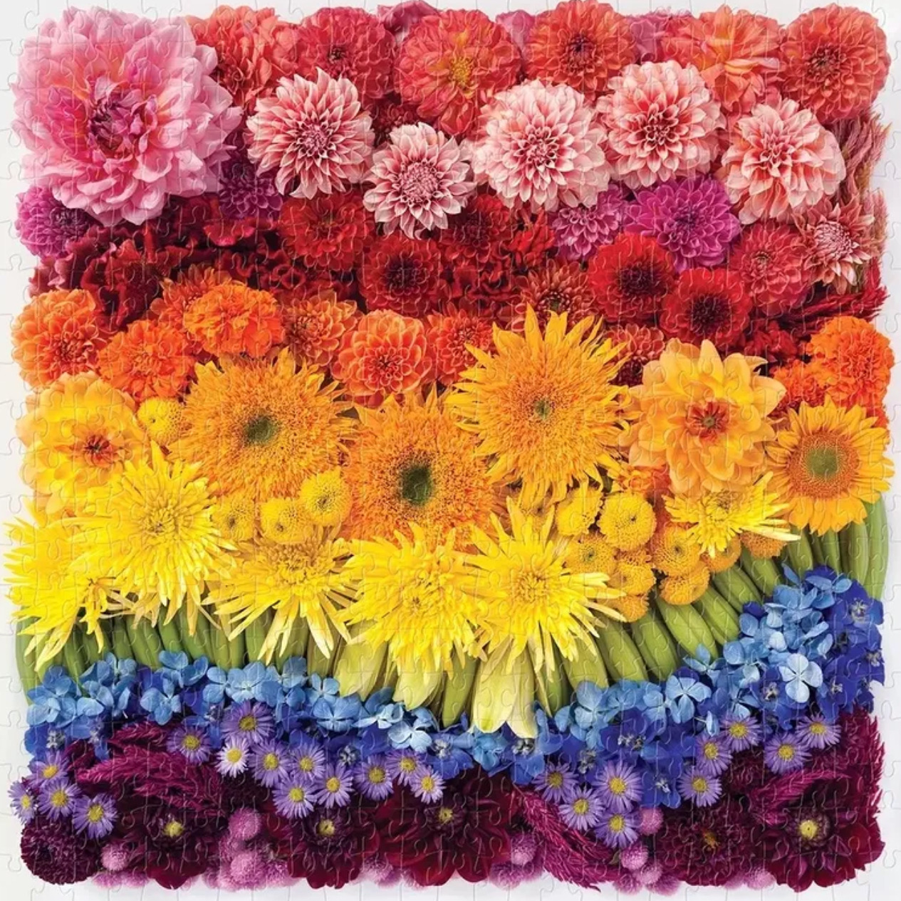 Colorful flowers arranged in horizontal rainbow stripes