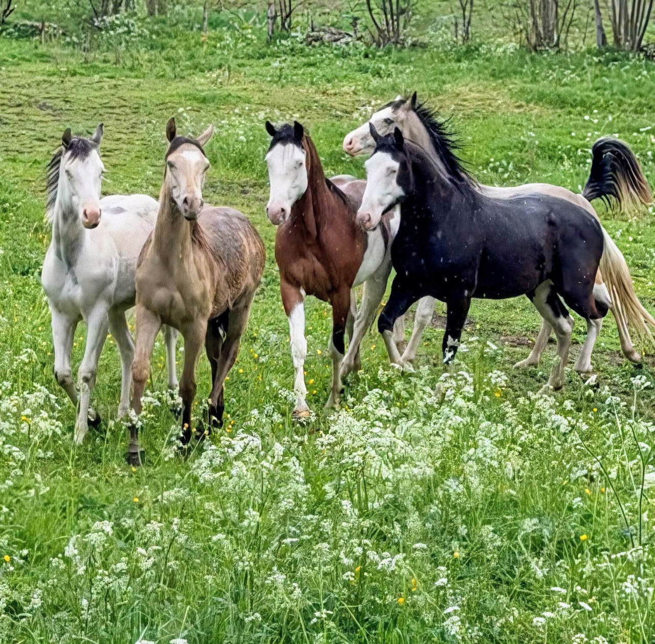 Four horses of different colors standing together in a green meadow with white flowers