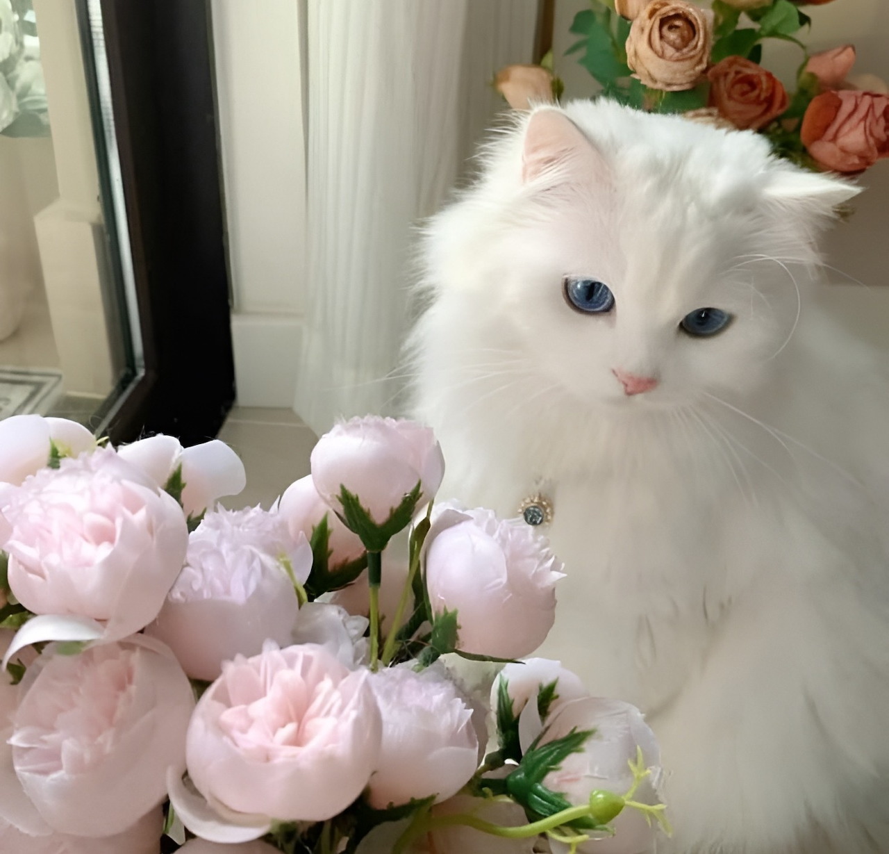 White fluffy cat with blue eyes among pink peony flowers