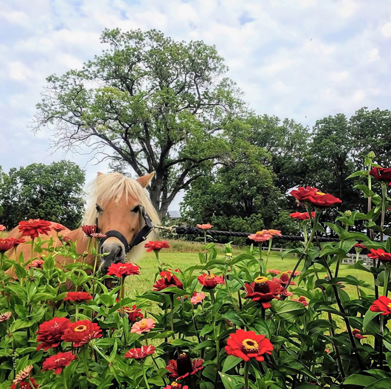 Palomino pony in garden with red flowers and trees