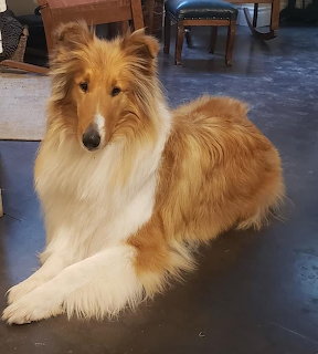 Rough colie with golden and white fur lying on a dark floor indoors