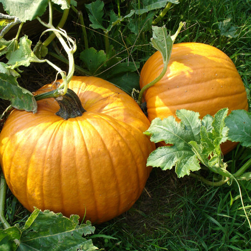 Pumpkins in Garden