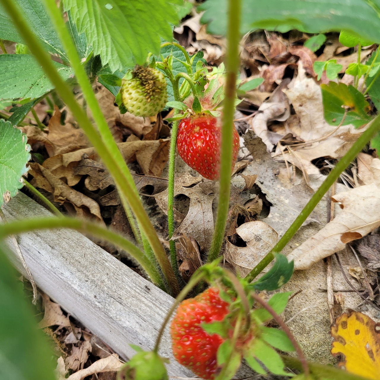 Ripe and unripe strawberries growing among green leaves and dry fallen leaves