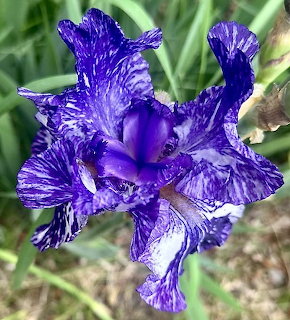 Close-up of a purple and white striped iris flower bloming among green leaves