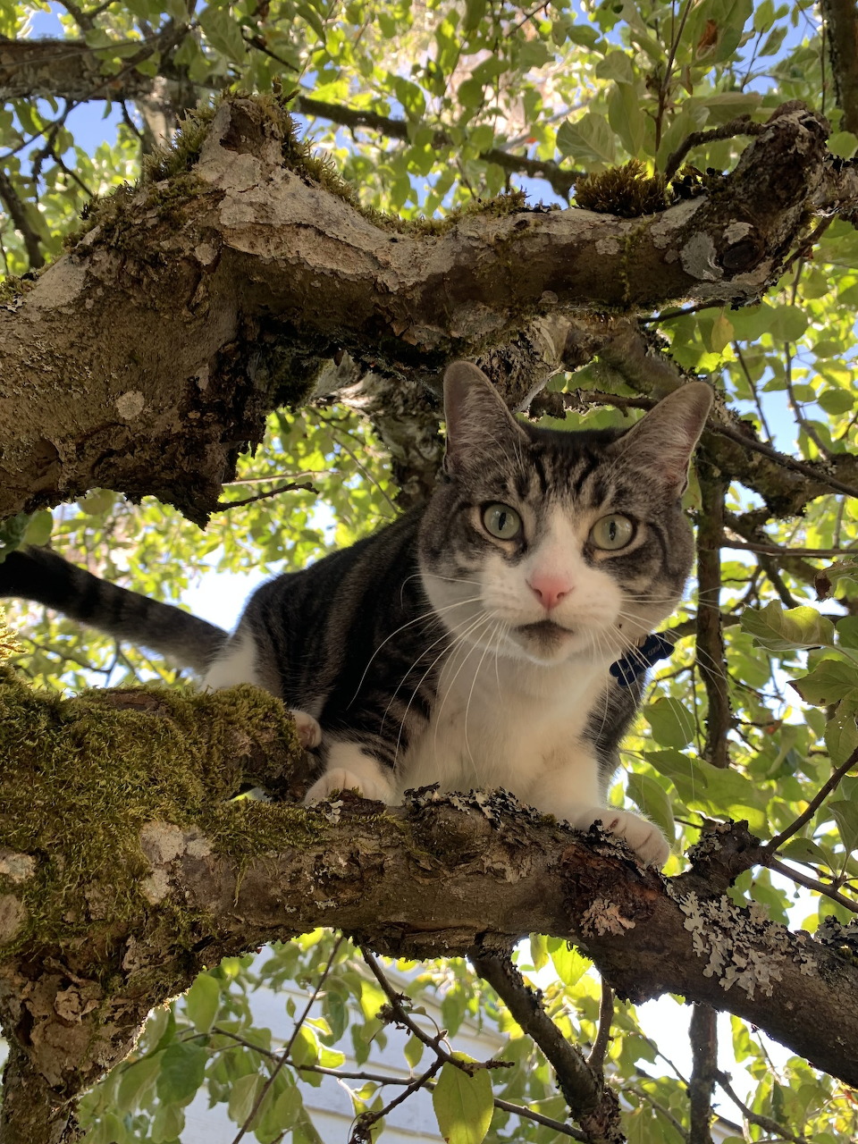 Cat climbing an apple tree with red apples among green leaves