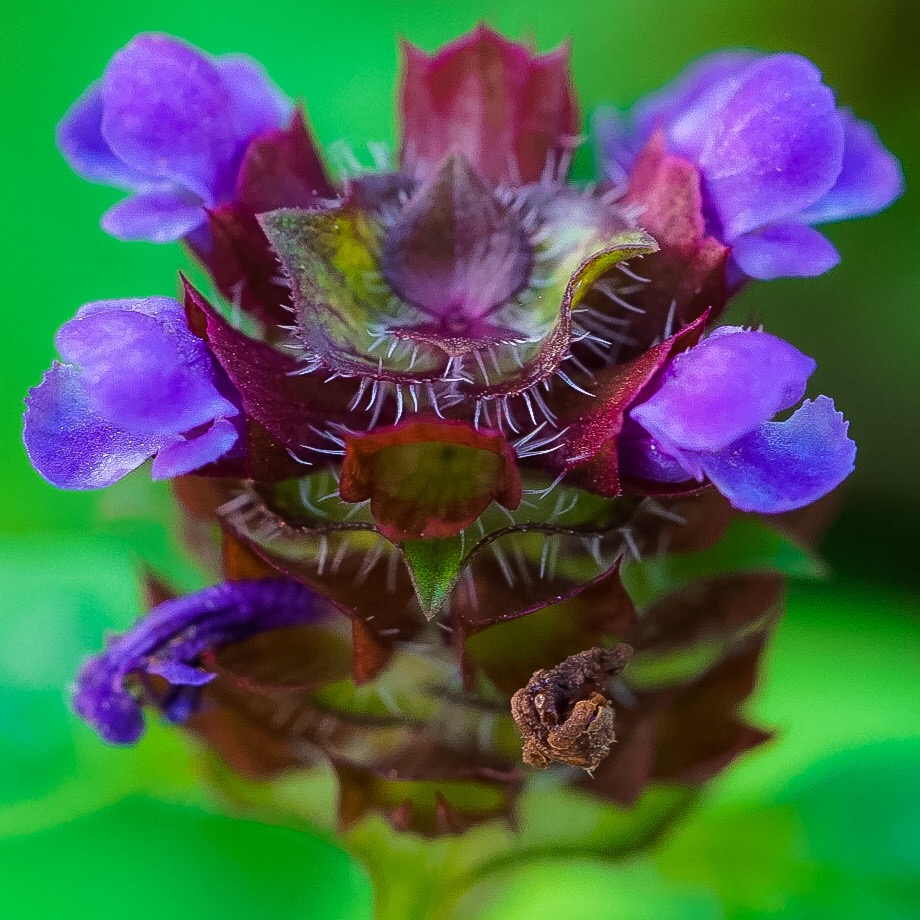 Close-up of purple Kleine Braunelle flower with detailed center structure and green background