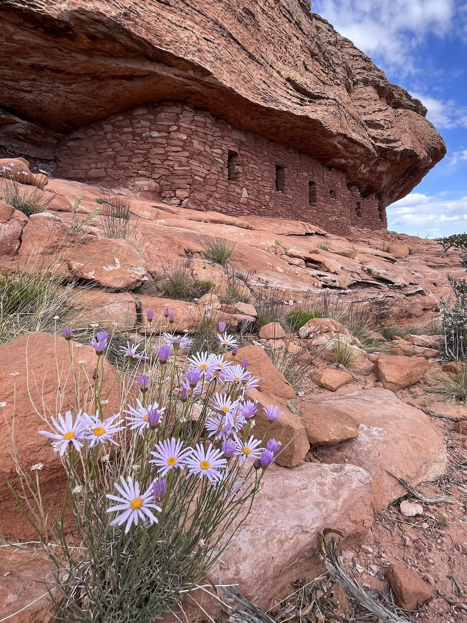 Ancient stone cliff dwelling under red rock overhang with purple wildflowers in foreground