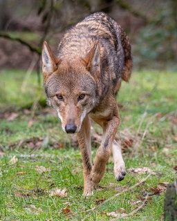 Red wolf with gray and brown fur walking on grass outdoors
