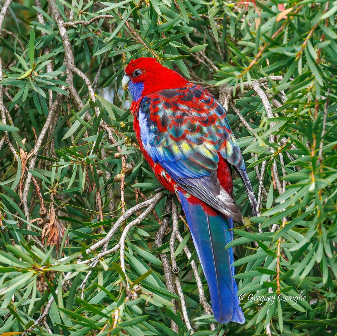 Immature Crimson Rosella parrot with red head and colorful plumage perched on branch among green leaves