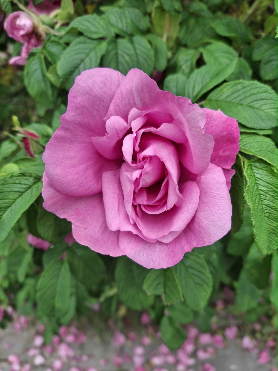 Rosa rugosa