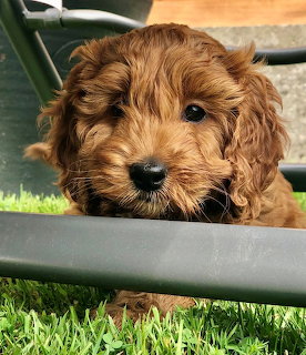 Fluffy golden-brown cockapoo pupy resting paws on a metal bar with green grass in background