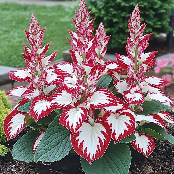 Hosta plant with white leaves edged in red and pink flowering spikes in garden bed