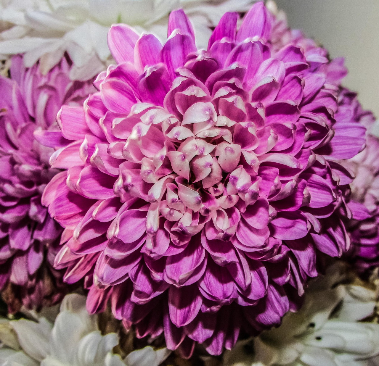 Pink Chrysanthemum Bloom