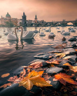 White swans swimming on a river in Prague with colorful autumn leaves on rocks and Charles Bridge in background