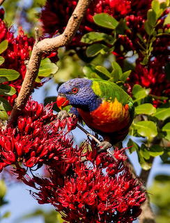 Colorful rainbow lorikeet bird feeding on red flowers against green leaves and blue sky