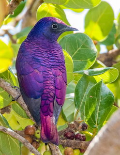 Violet-backed Starling