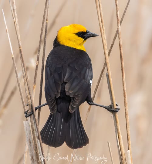 Yellow-headed blackbird perched on dried reeds, seen from behind with vivid yellow head and black body