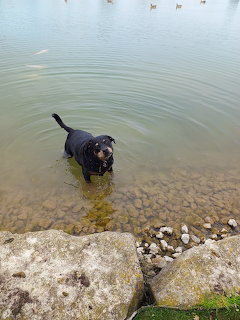 Black dog standing in shallow water by rocks at the edge of a lake