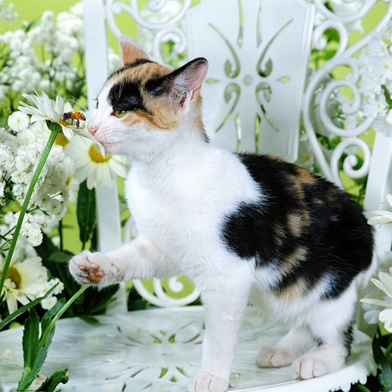 Calico cat on a white chair sniffing a daisy next to white flowers