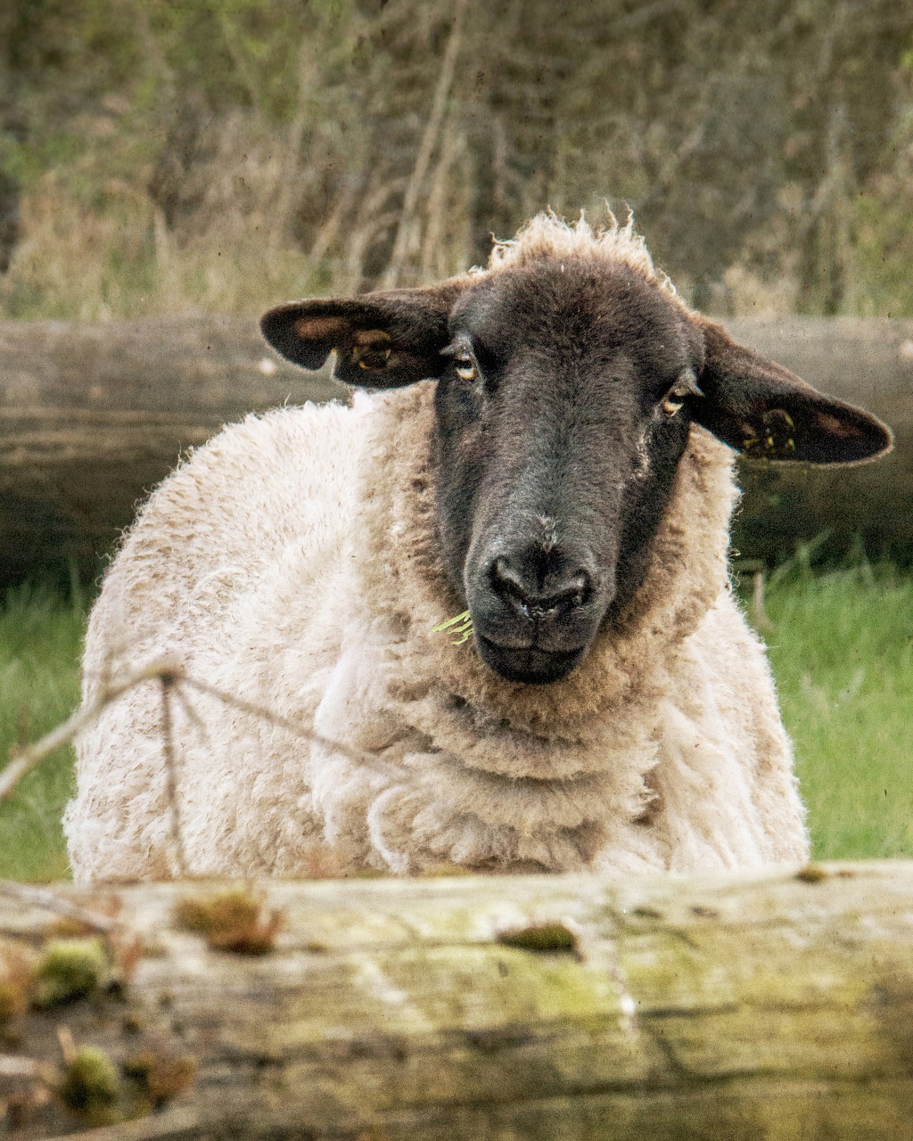 Black-faced sheep with thick white wool standing behind a wooden log fence in a green pasture